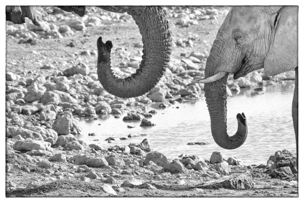 Okaukuejo - Etosha Park - Namibia