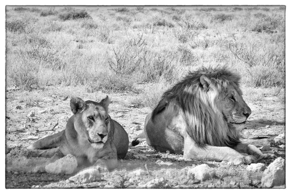 Okandeka - Etosha Park - Namibia