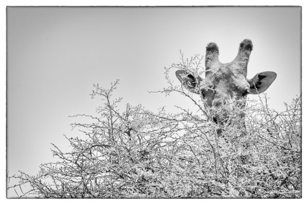 Halali - Etosha Park - Namibia