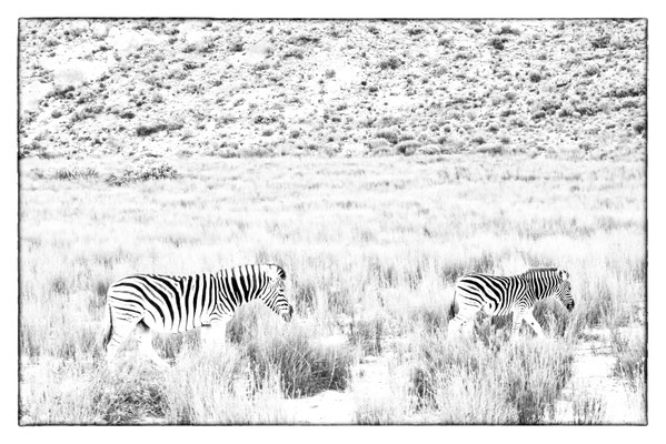 Aquila Safari - Südafrika