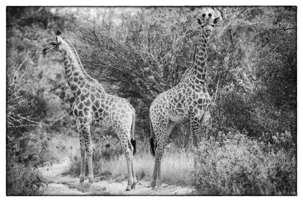 Tembe Elephant Park - Südafrika