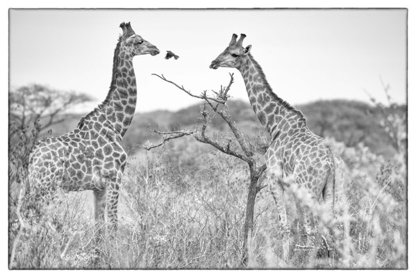 Tembe Elephant Park - Südafrika