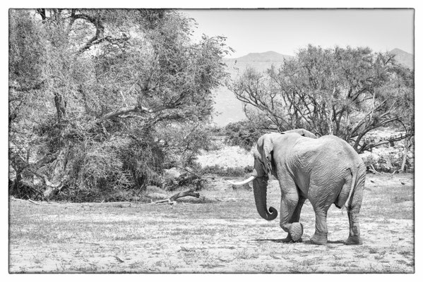 Desert Elephants - Damara Land - Namibia