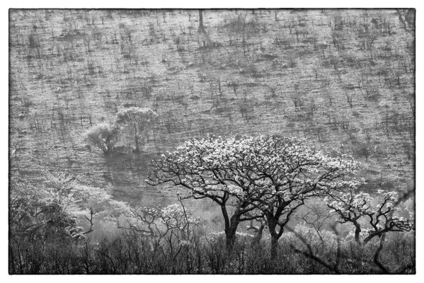 Hluhluwe-iMfolozi-Park - Südafrika