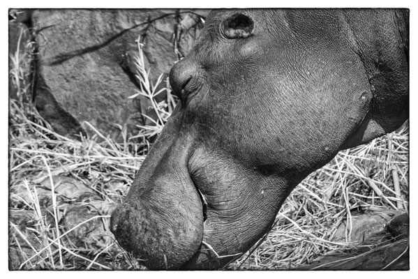 Krüger Nationalpark - Südafrika