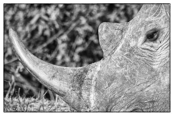 Hluhluwe-iMfolozi-Park - Südafrika