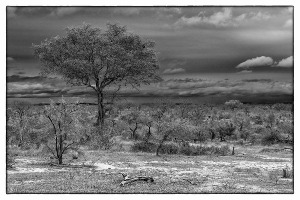 Krüger Nationalpark - Südafrika