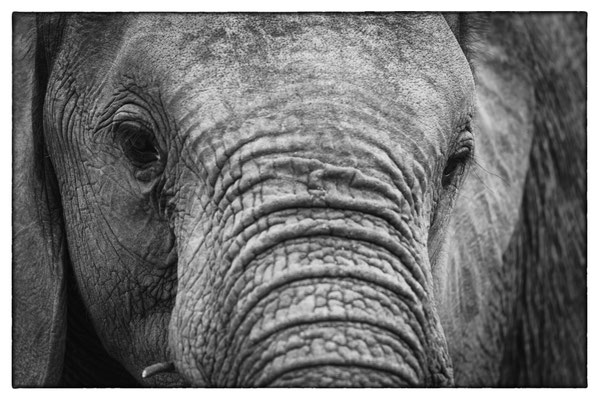 Krüger Nationalpark - Südafrika
