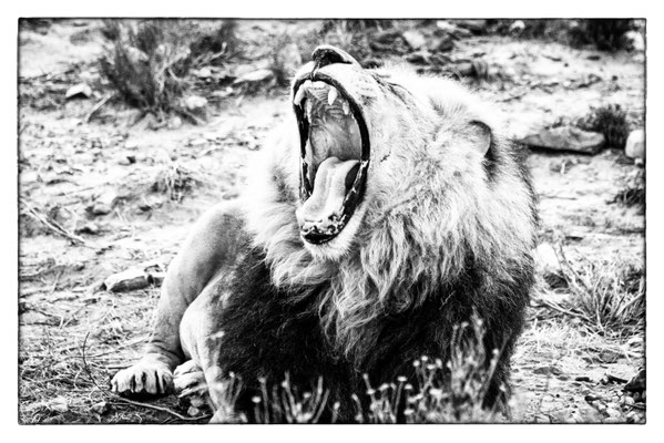Aquila Safari - Südafrika