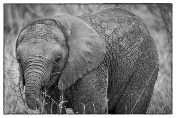 Krüger Nationalpark - Südafrika