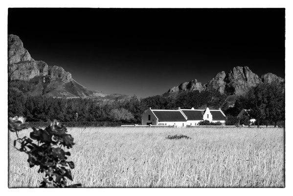La Motte Vineyard - Südafrika