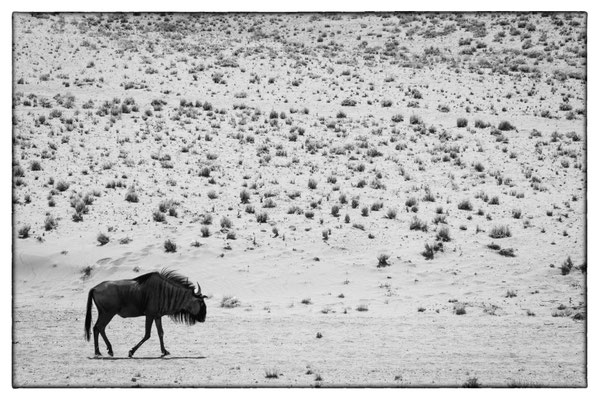 Elim Dune - Sossusvlei - Namibia