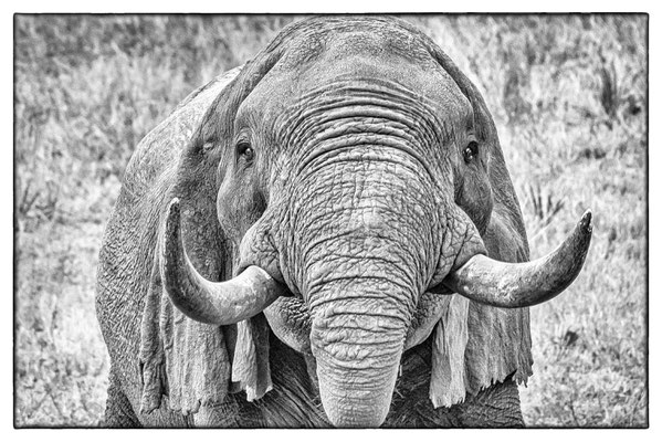 Tembe Elephant Park - Südafrika