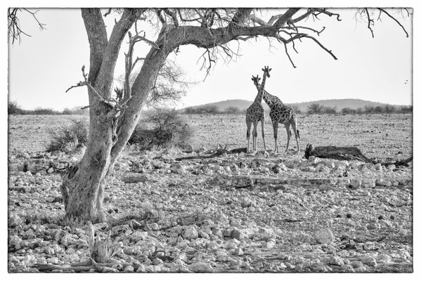 Okaukuejo - Etosha Park - Namibia