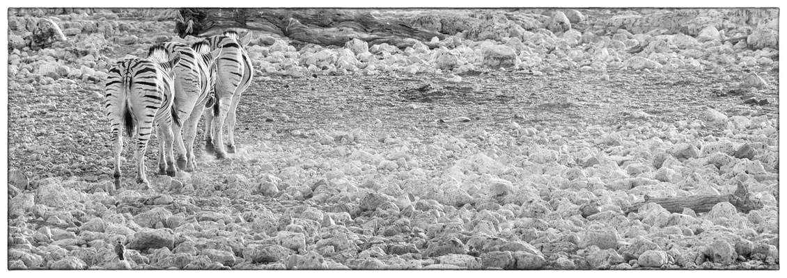 Okaukuejo - Etosha Park - Namibia