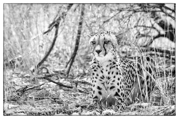 Halali - Etosha Park - Namibia