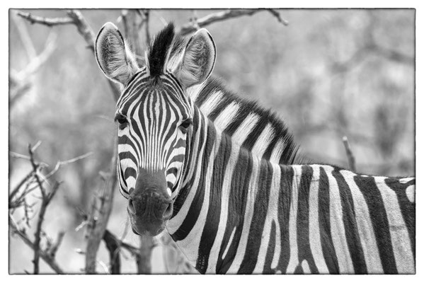Krüger Nationalpark - Südafrika
