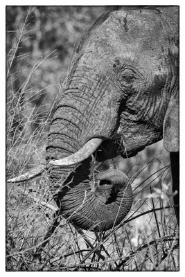 Krüger Nationalpark - Südafrika