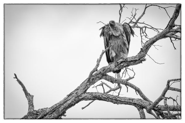 Krüger Nationalpark - Südafrika