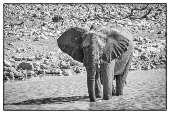 Okaukuejo - Etosha Park - Namibia