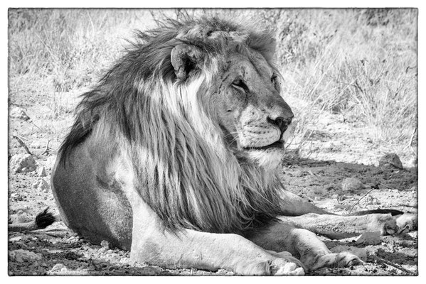 Okandeka - Etosha Park - Namibia