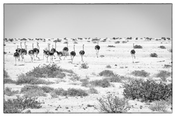 D3716 - Namibia