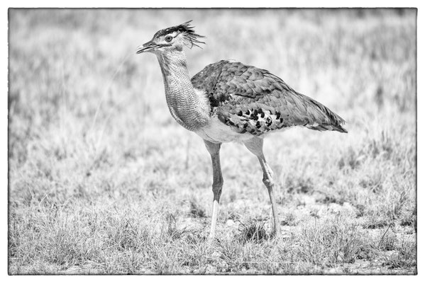 Halali - Etosha Park - Namibia