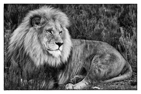 Aquila Safari - Südafrika