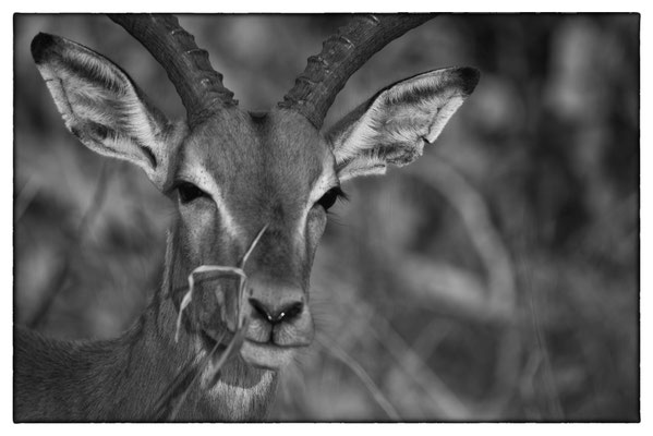 Krüger Nationalpark - Südafrika