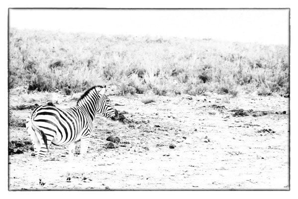 Aquila Safari - Südafrika