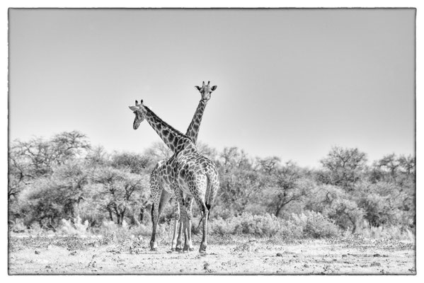 Namutoni - Etosha Park - Namibia