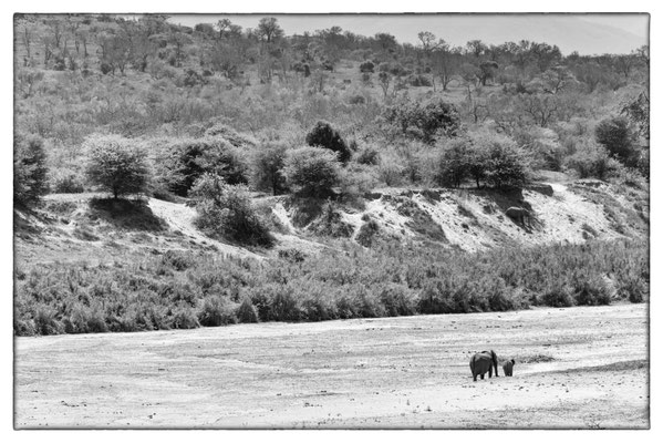 Hluhluwe-iMfolozi-Park - Südafrika