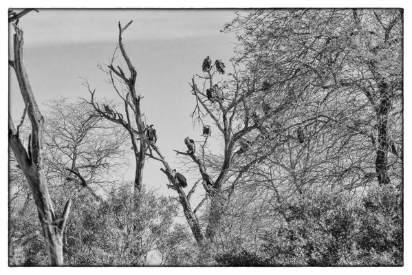 Krüger Nationalpark - Südafrika