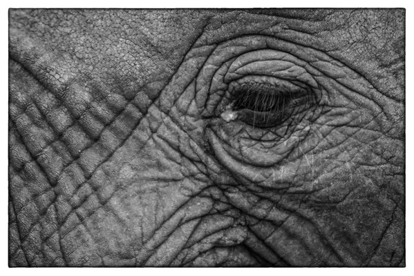 Krüger Nationalpark - Südafrika
