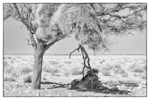 Okandeka - Etosha Park - Namibia