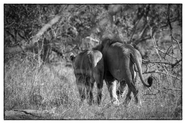 Krüger Nationalpark - Südafrika