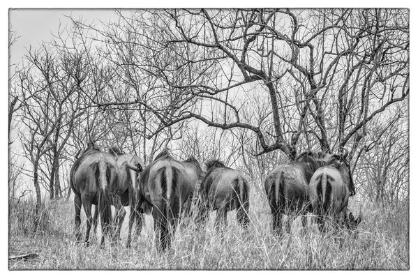 Krüger Nationalpark - Südafrika
