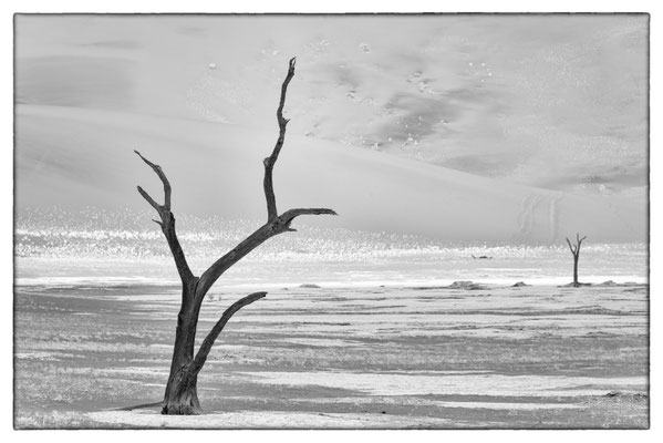 Death Vlei - Sossusvlei - Namibia