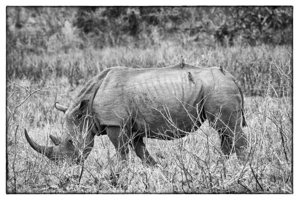 Hluhluwe-iMfolozi-Park - Südafrika