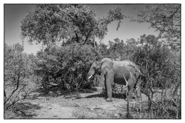 Hluhluwe-iMfolozi-Park - Südafrika