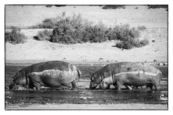 Aquila Safari - Südafrika