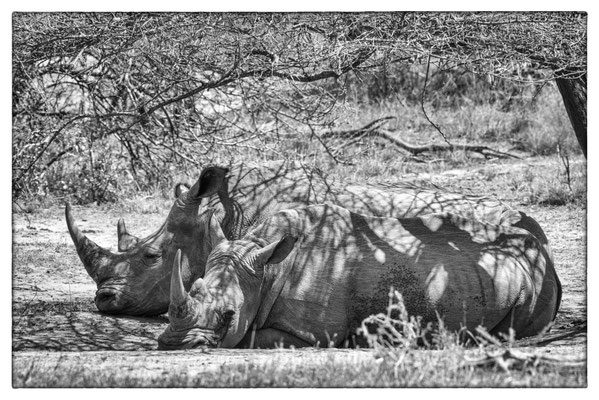 Hluhluwe-iMfolozi-Park - Südafrika