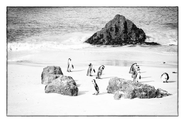 Boulder's Beach - Cape Peninsula - Südafrika