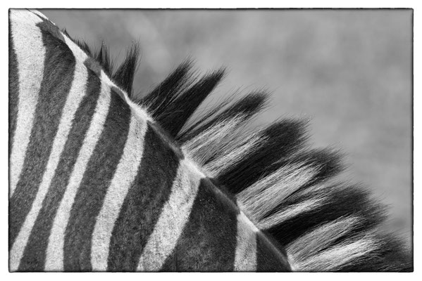 Krüger Nationalpark - Südafrika