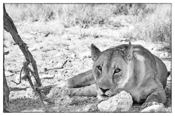 Okandeka - Etosha Park - Namibia