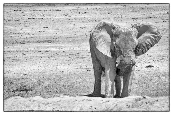Halali - Etosha Park - Namibia