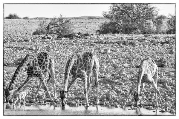 Okaukuejo - Etosha Park - Namibia