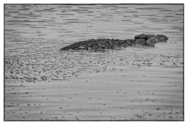 Krüger Nationalpark - Südafrika