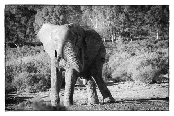 Aquila Safari - Südafrika