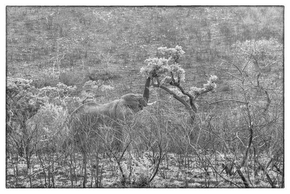 Hluhluwe-iMfolozi-Park - Südafrika